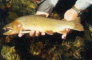 yellowstone park brown trout