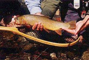 netted yellowstone brown trout